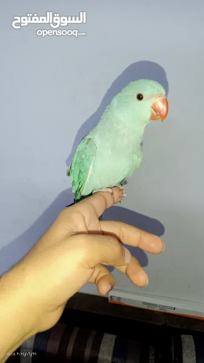 ببغاء دره هولندي اليف