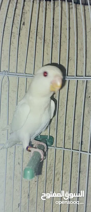 albino Rosicolil love bird