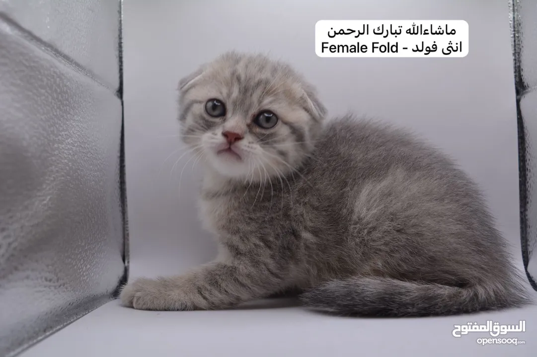 سكوتش كيتن فولد وستريت الوان مميزه ليلك ومشمشي وغيرها 15 كيتن