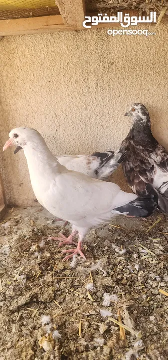 زوج حمام مالطي مع فراخه