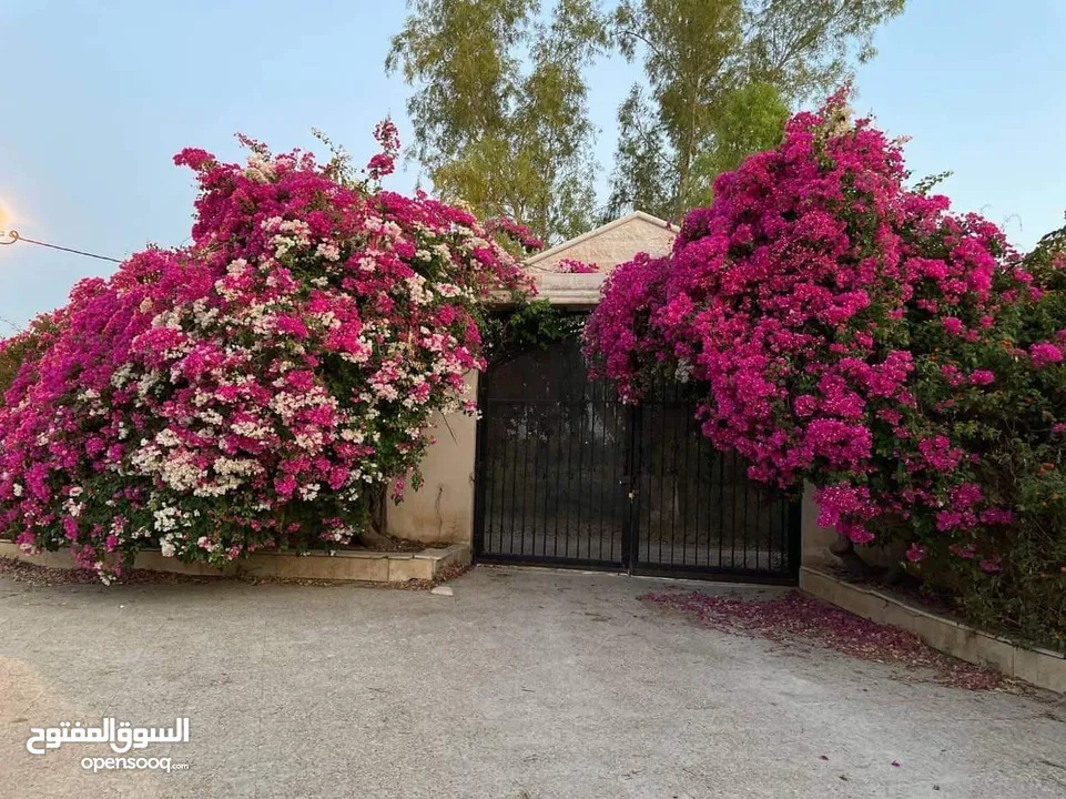 مزرعه في الغور الشمالي،الاردن مساحة المزرعه 15000 م2 مطله على فلسطين