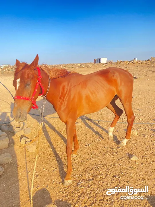 خيل  لبيع العمر سنتين فرس انثى