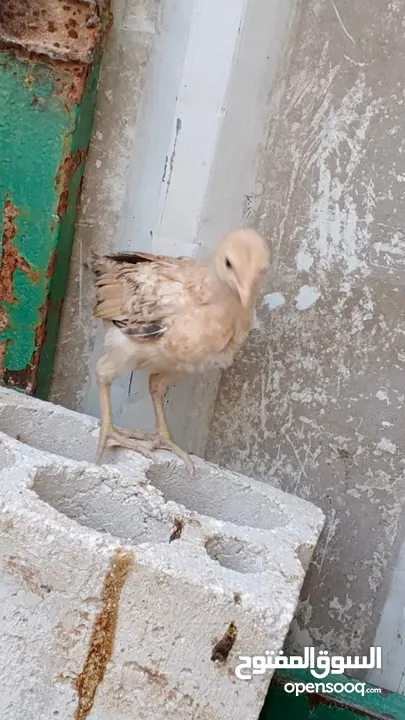 دجاج بلدي نظافة وصحة