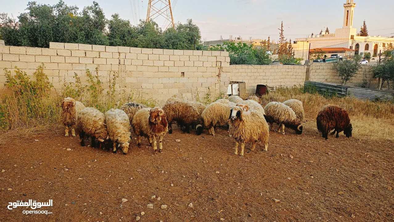 خرفان بلدي سوبر وزن ثقيل