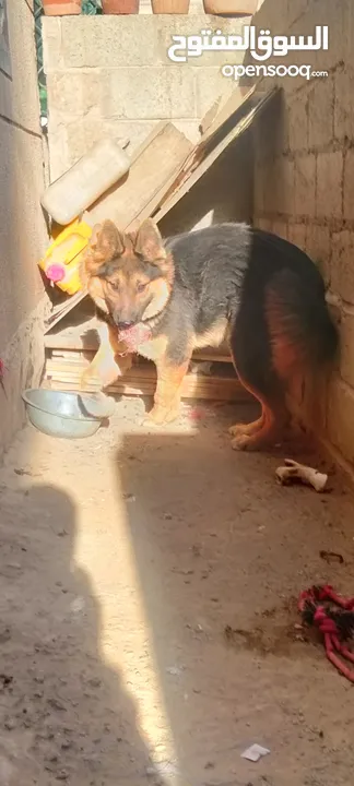 لوسي بطلة ابطال وللجمال عنوان