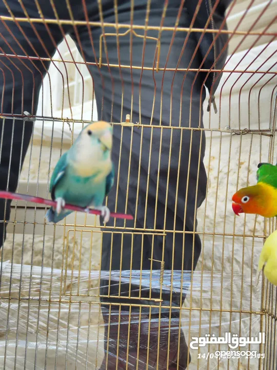 بسم الله تبارك الرحمن فحل فيشر مع جوز روز الأنثى الصفراء اليفه ركززز معي صحه نظاااافه صلاه النبي