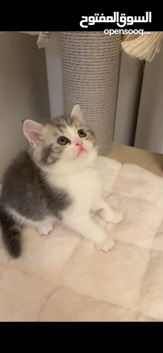 اسكوتش فولد Scottish fold