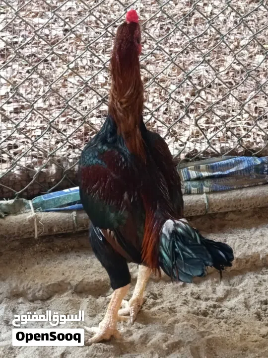 An foreigner Breed:  Fighter Chicken With Great Muscles...