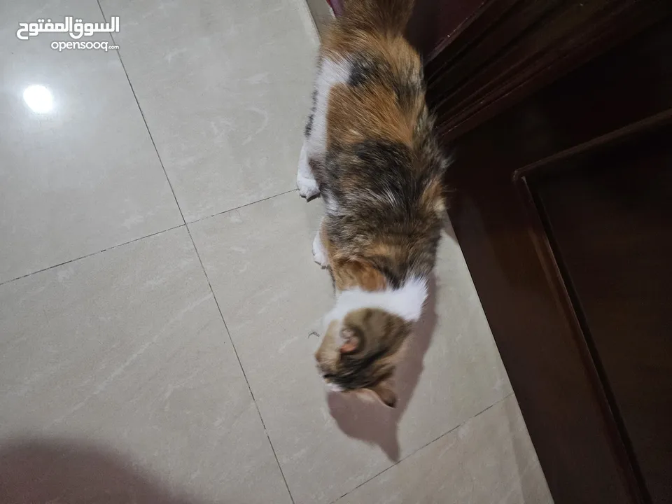 قط انثى شيرازي مكس حامل من سكوتش فولد   ماخد جميع المطاعيم البيع بسعر المطعوم فقط