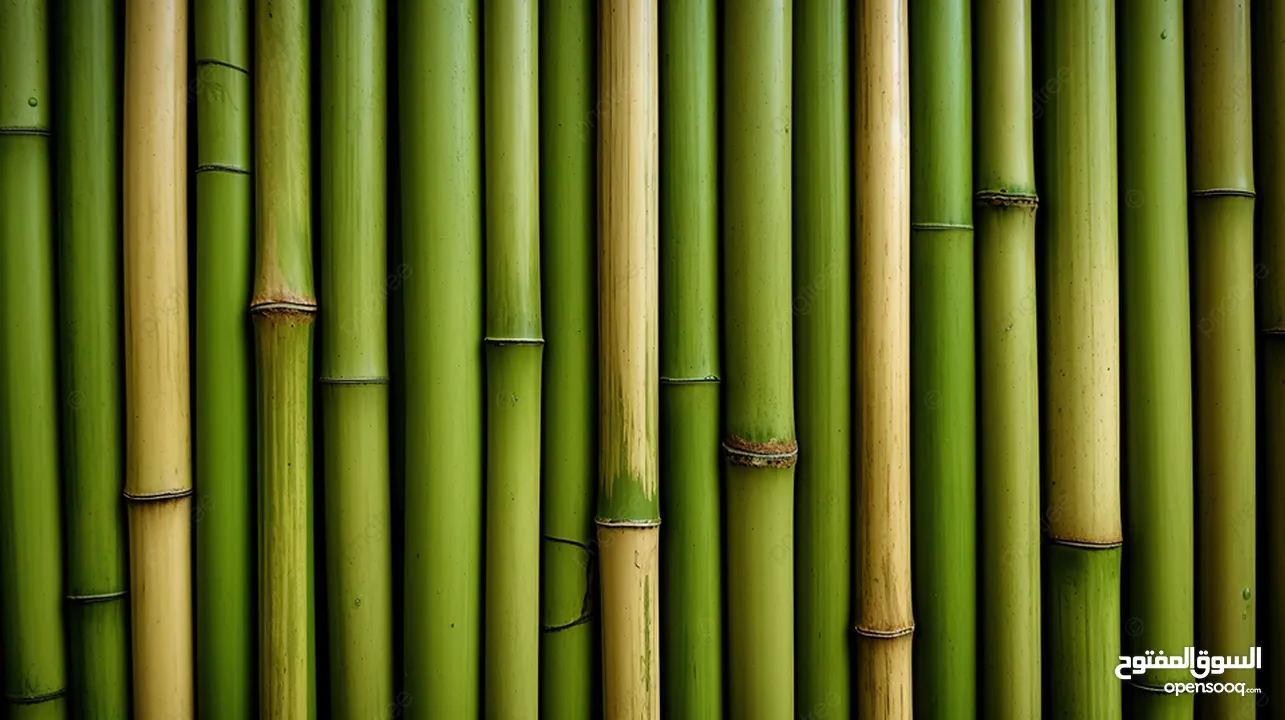 توافر جميع خشب الخيزران بأنواعه للبيع  العراق-بصرة (bamboo)