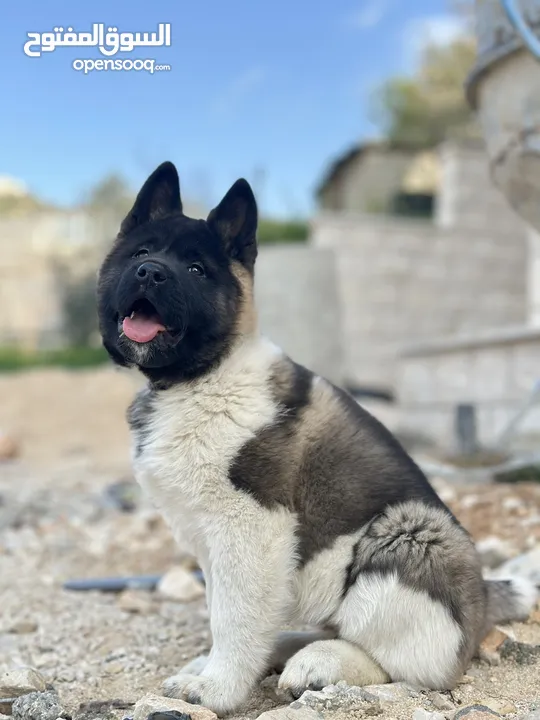 اكيتا امريكي