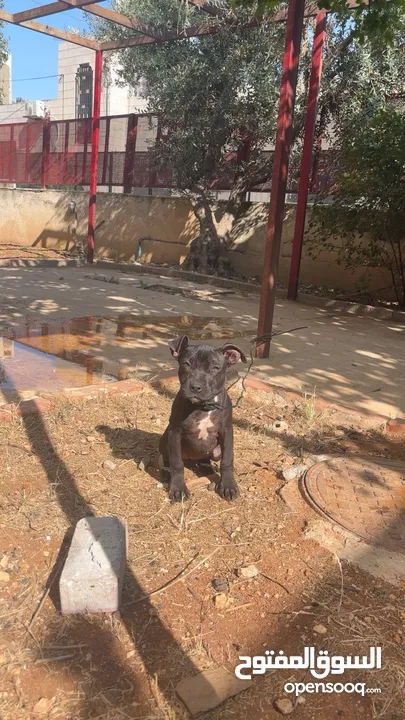 بيتبول بلاك نوز جروتين pitbull black nose puppies