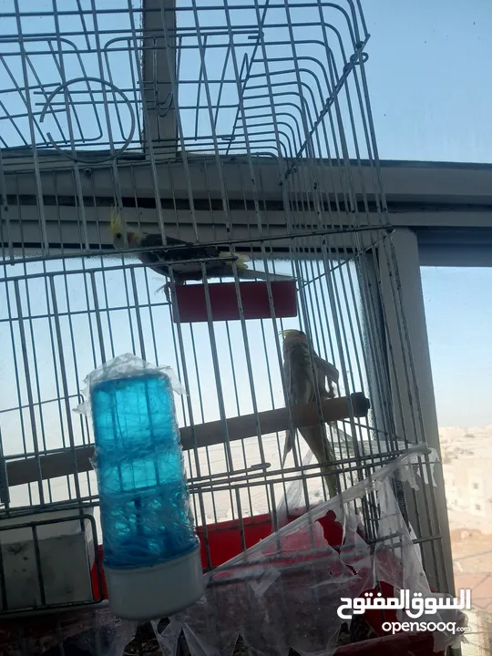 كنار كوكتيل وروز اقرا الوصف جيدا