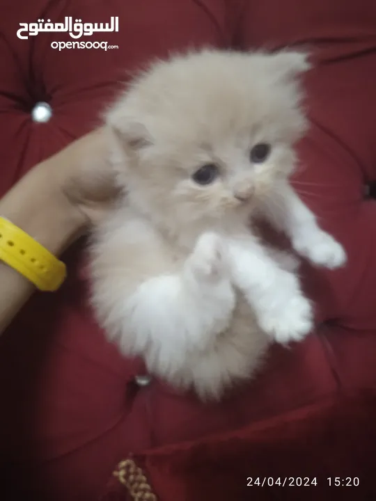 beautiful fluffy kitten