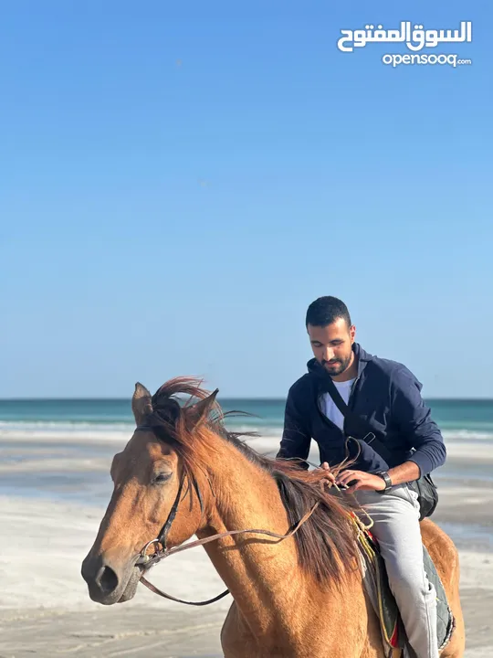 مدرس لغة إنجليزية معتمد من القوات المسلحة - English tutor - online  - مستر محمود محمد عبدالمنعم