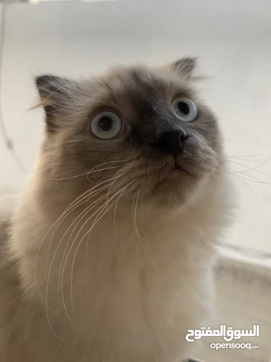 قطة هيمالايا