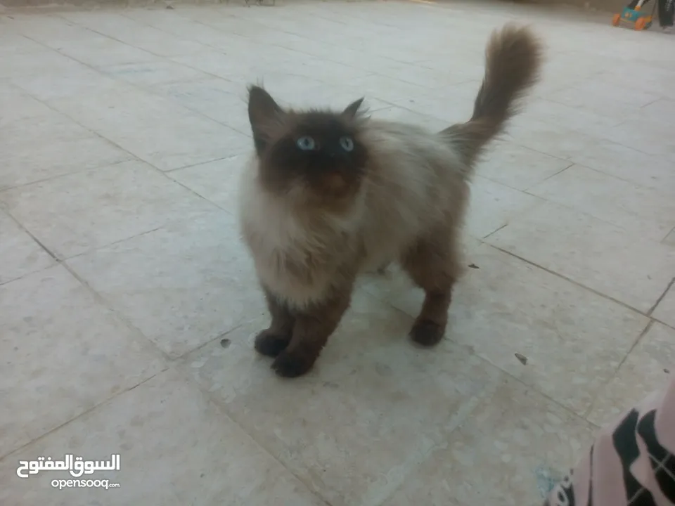 قطط هملايا للبيع ذكر وأنثى العمر شهر ونص لعوبات