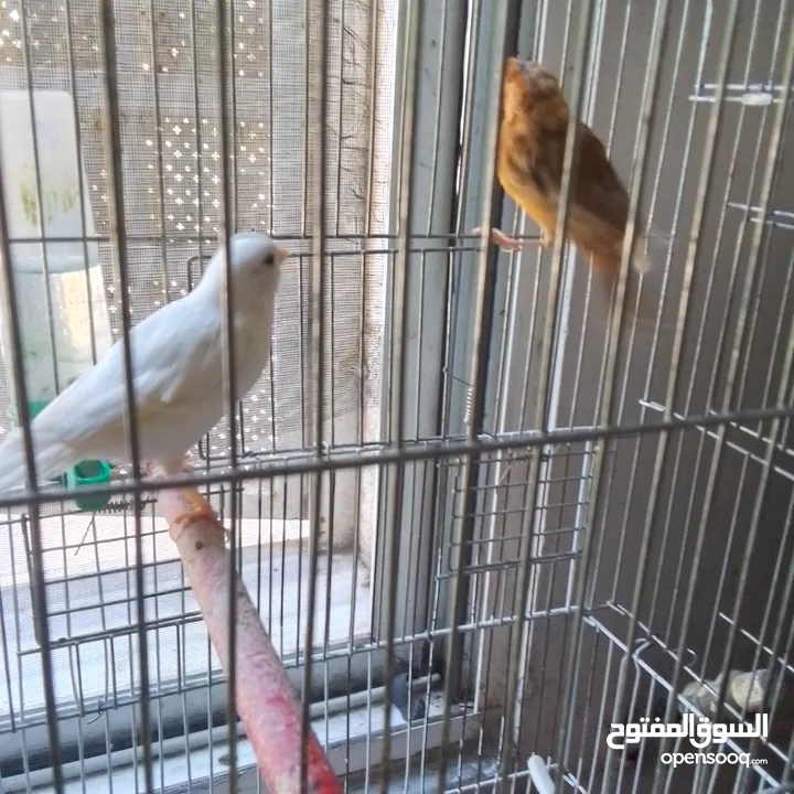 ذكور كنار جاهزين عمر سنه ونص وثاني سنه  وروز جاهزين عمر سنه ذكر واثى