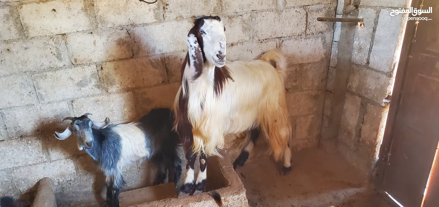 تيس عمر سنتين ونص