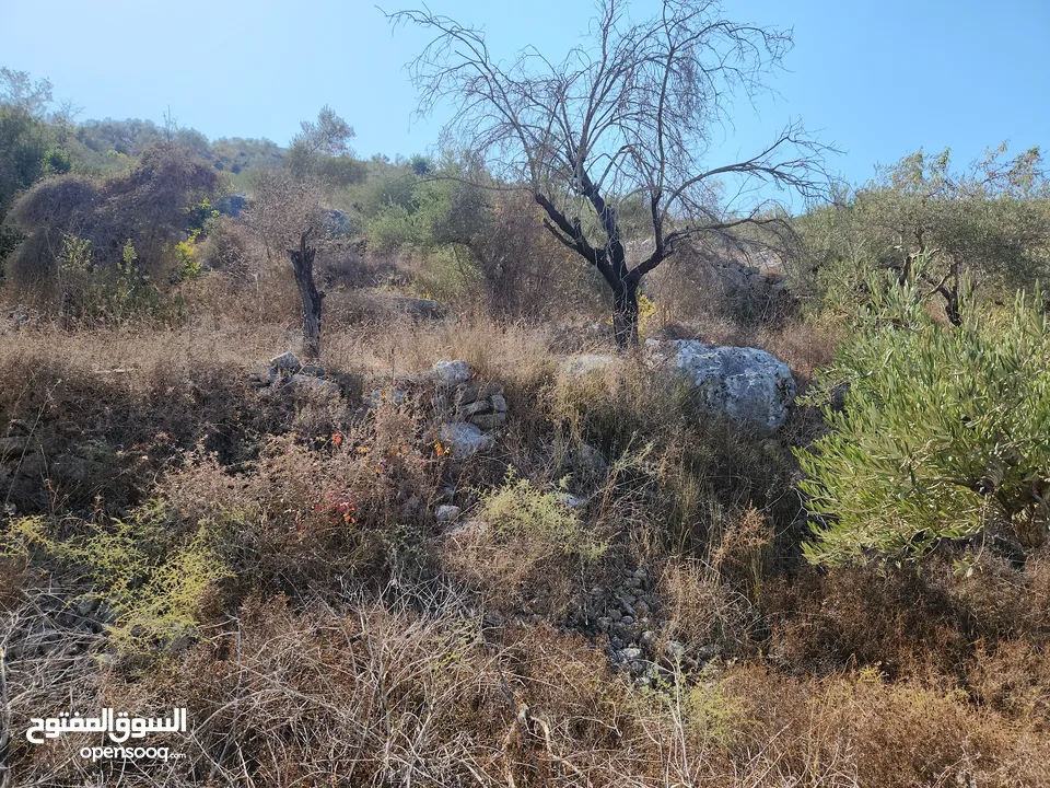 حصة في منطقة المشتل