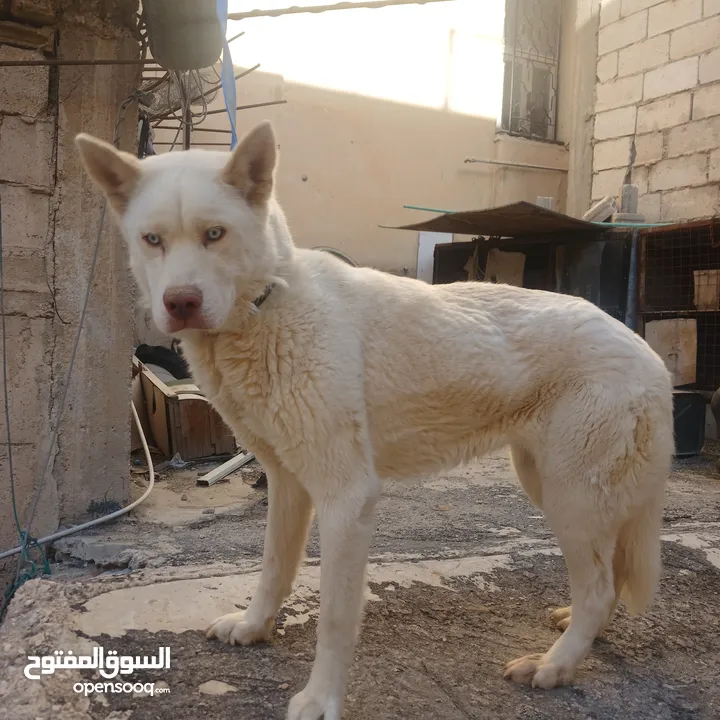 اناثي هاسكي