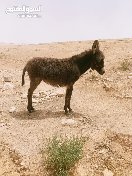 جحشة نخب أول عاقلة أقرأ الوصف بالأعلان