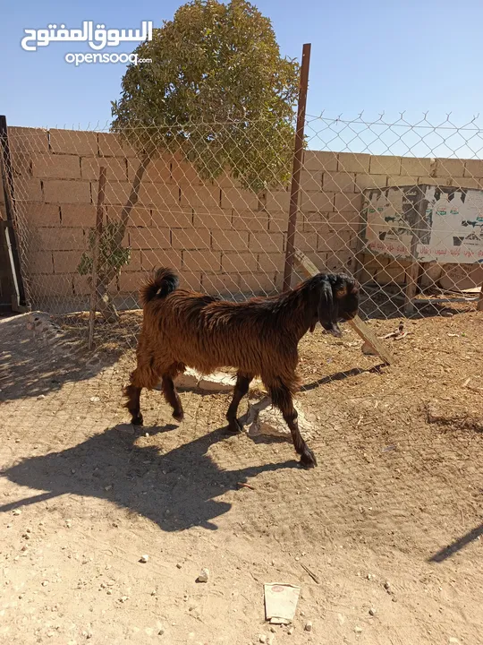 جديان عدد 2 ينفعن لحم ومقنوه عمر حول العشر شهور تقريبا بعدهن مش مبدلات