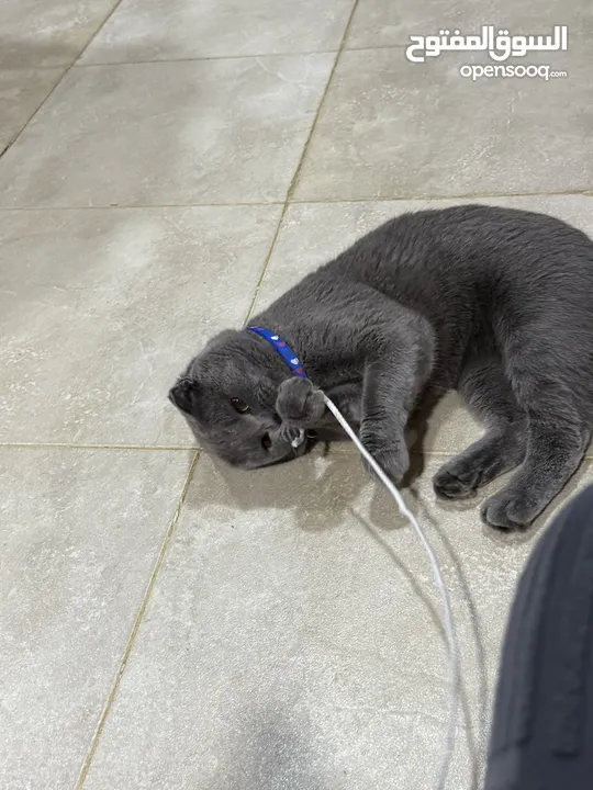 قط Scottish Fold للبيع بسعر مميز