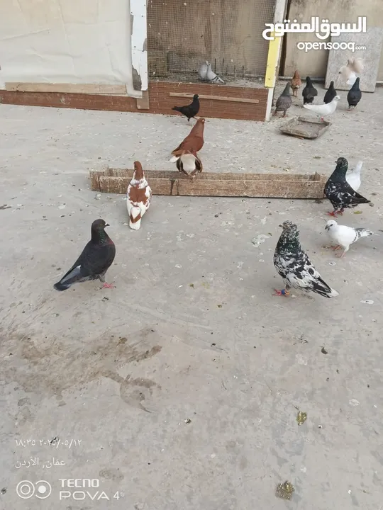 كوم 30 حبة تنضيف سطح جواز فحول طواير فراخ
