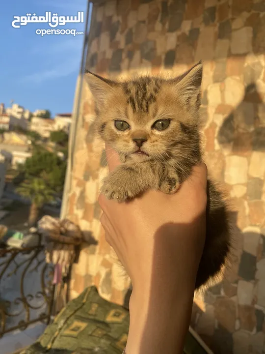 4 كيتنز للبيع