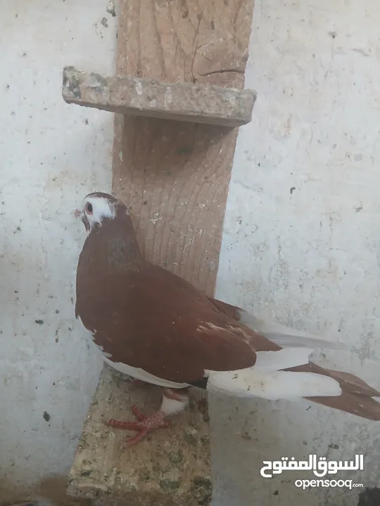 طواير مخليف للبيع