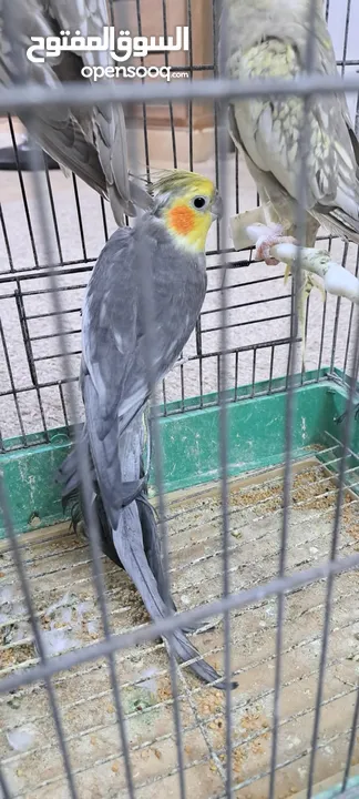 صلي على نبي طيور كوكتيل  للبيع مشكل الأعمار ونظافه وصحه  عنوان  طبربور ابو عليا