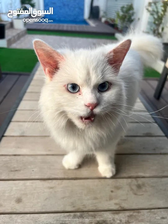 Cats for sale (persian, himalayan, etc)