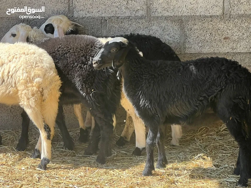 حملات نجديات أصل سمان ما شاء الله جاهزات للتربيه وللذبح الحلال خالي من جميع العذاريب