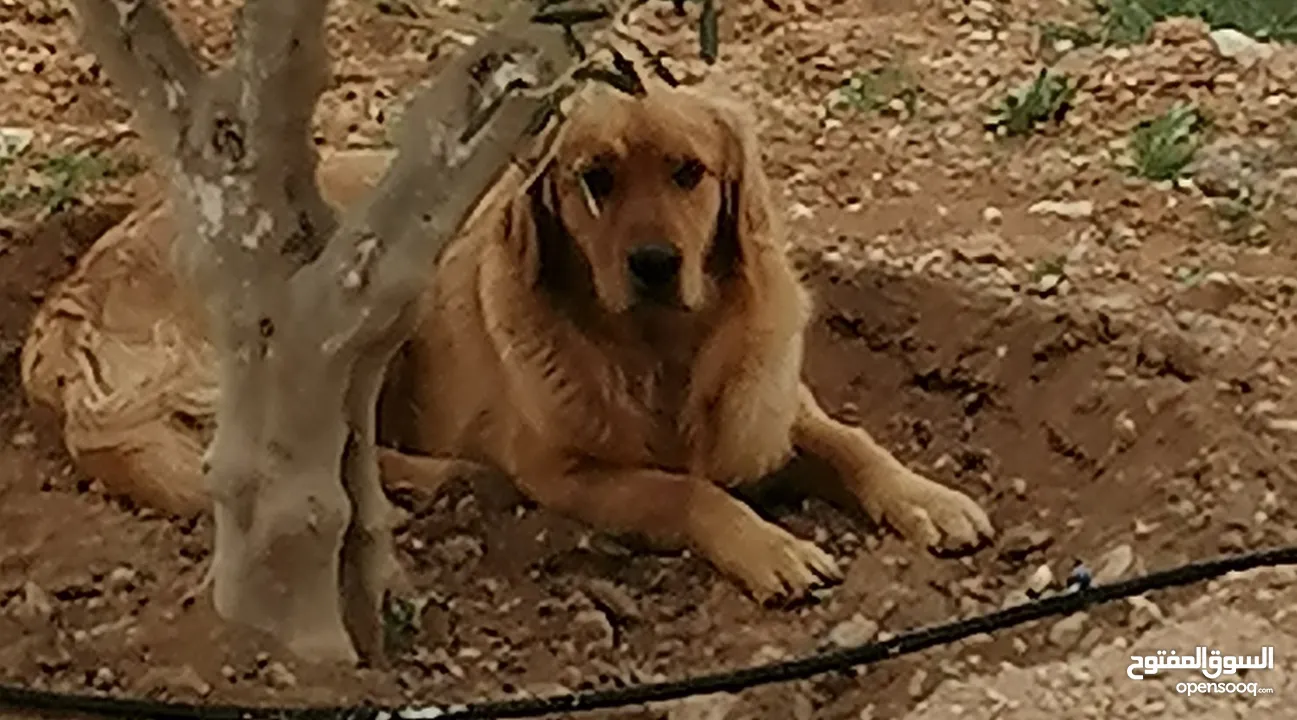 جوز Golden Retriever جولدن ريتريفر اصلي ذكر وأنثى لأعلى سعر