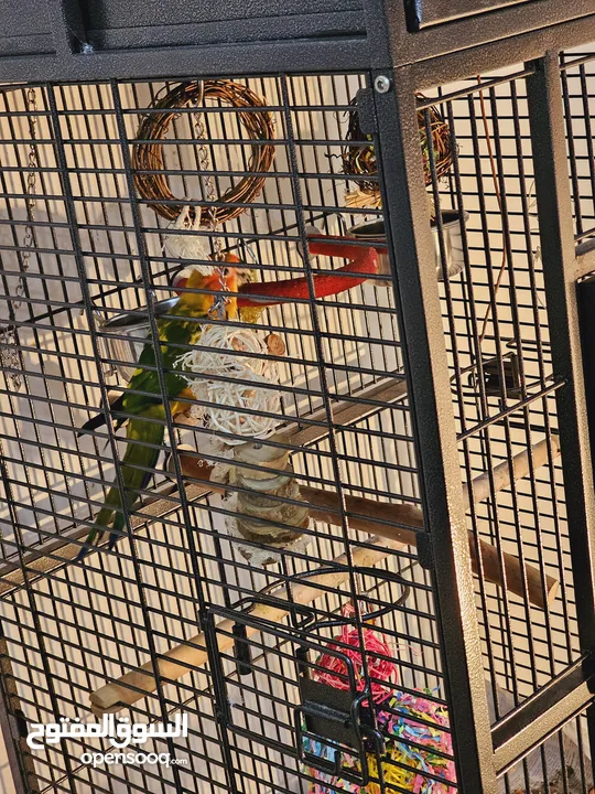 Hand tamed Sun Conure. His name is Cookie.