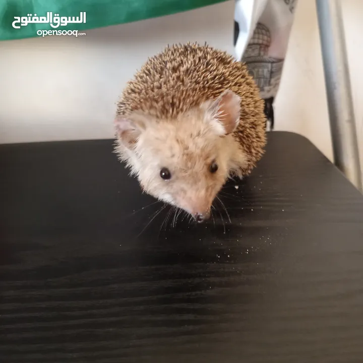 قنفذ بيتي للبيع