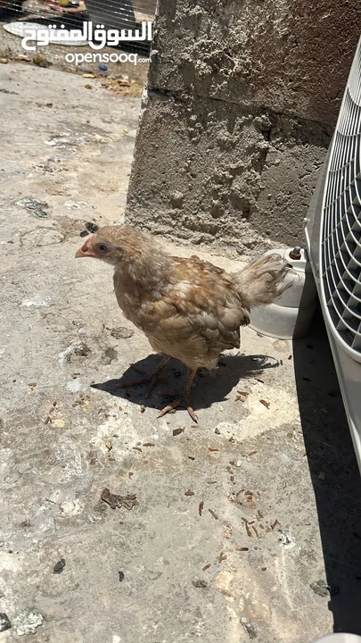 جاجتين براهمه وديك براهمه وصوص بلدي