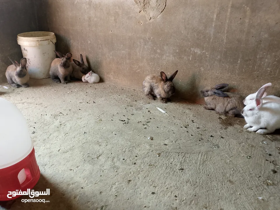 ارانب للبيع فرنسي وبلدي