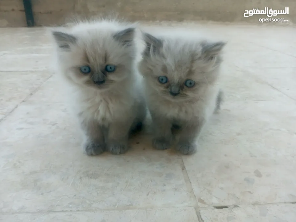قطط هملايا للبيع ذكر وأنثى العمر شهر ونص لعوبات