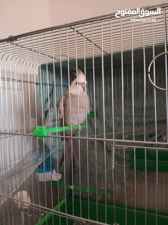 عصفور وايت فيس