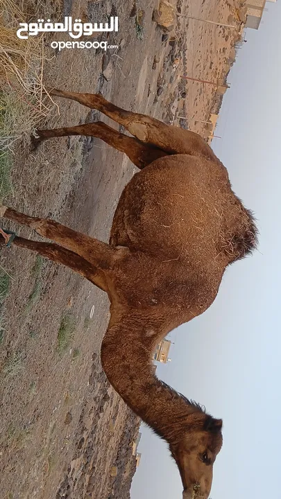 السلام عليكم ورحمه الله موجود اضحيه
