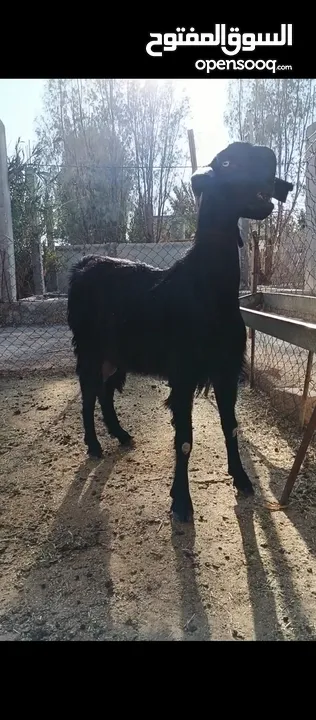 جدي شامي ابيض ابرص توب ثني حبتين على كل جال وثلث معزا مراح توب التوب مقنوي