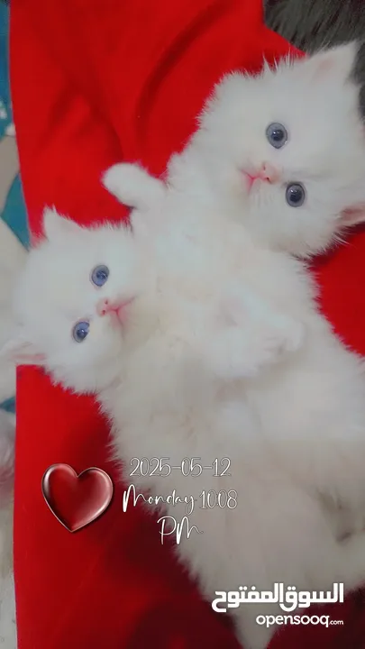 Available kittens for sale high quality breed Cats (Silver British breed & Scottish straight breed.)