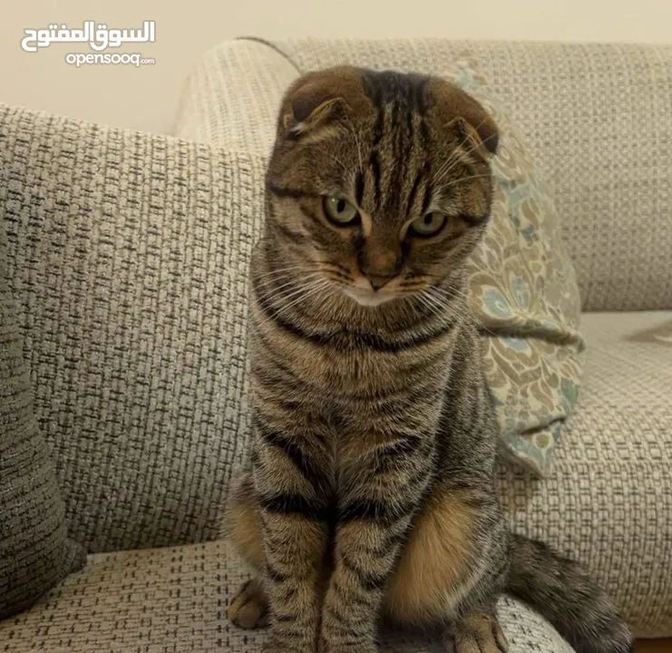سكوتش فولد وسكرتش ستريت المعني يبعت