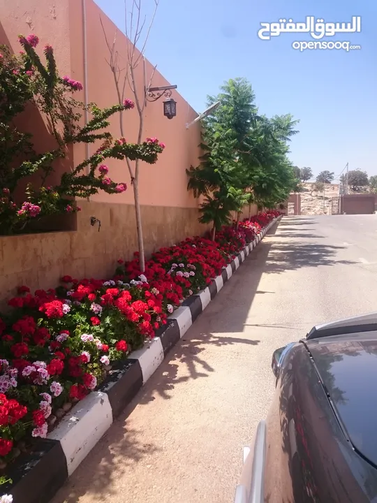 بعد إذن الإدارة  متوفر لدينا شجر زنزلخت الشماسي إيطالي أنثى ارتفاع من 180 سم إلى 250 سم سعر الشجره 6
