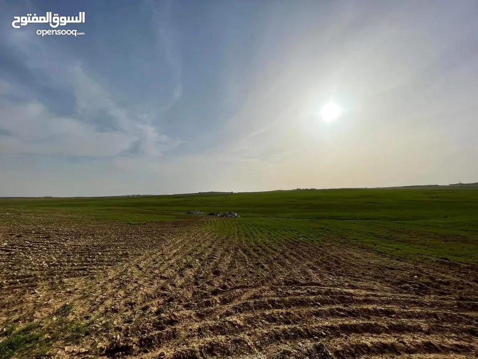 قطعة ارض للبيع جلول دونم 1000 متر مربع قرب التنظيم مباشرة شوارع مميزة
