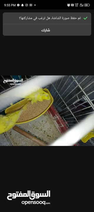 جوز حب هوجو روم لاتينو منتج للبيع او للبدل علا جوز كنار +انثايت ببغاء كوكتيل حبشي الاليفه للبيع