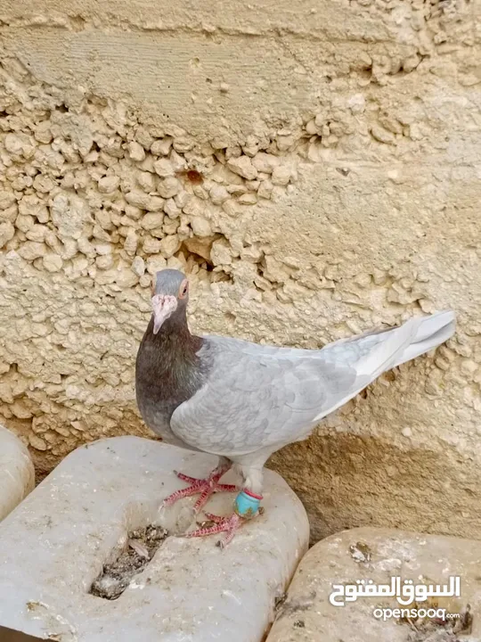 كوم حمام حوالي من 35 إلى 40 طير  للبيع