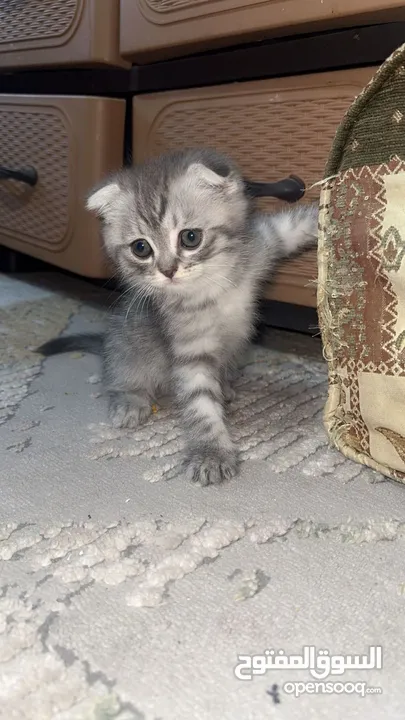 قطط سكوتس مكس هملايا